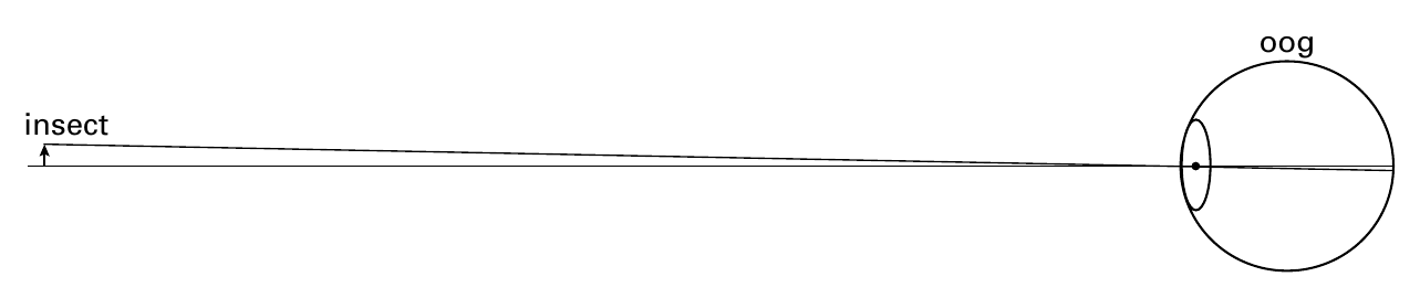 oog insect