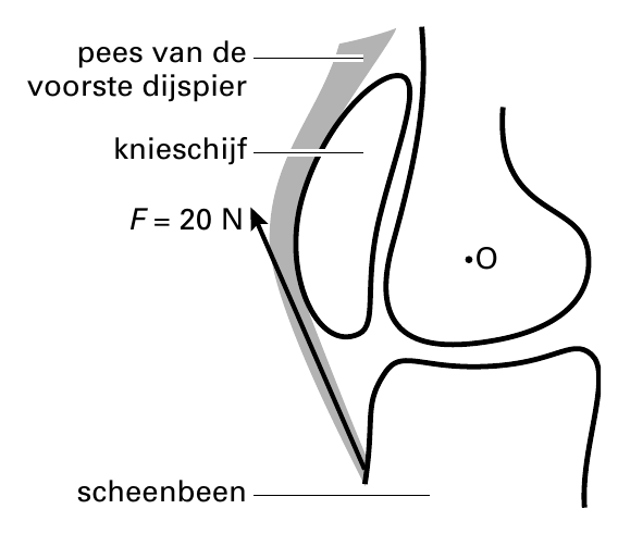 pees van de voorste dijspier knieschijf F = 20 N O scheenbeen