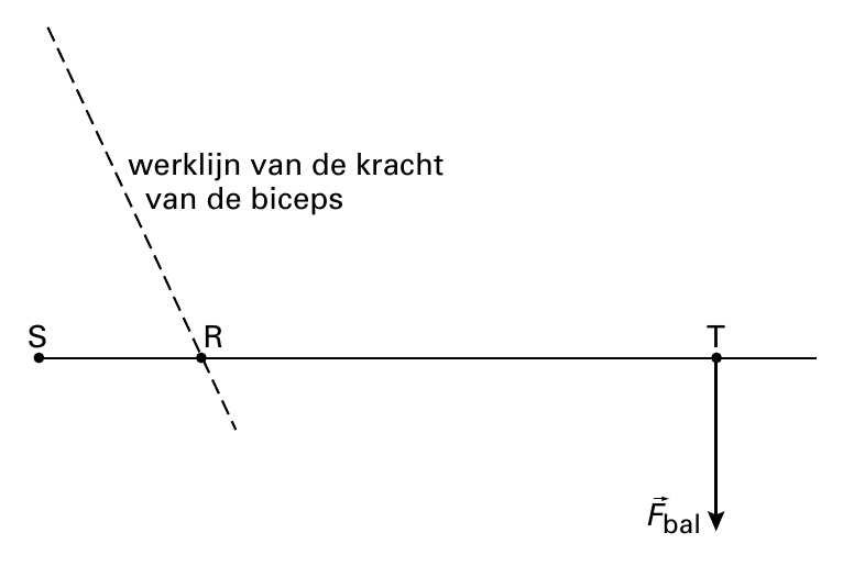 werklijn van de kracht van de biceps S R T Fbal