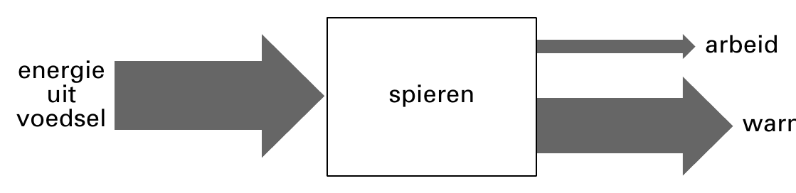 arbeid energie uit spieren voedsel