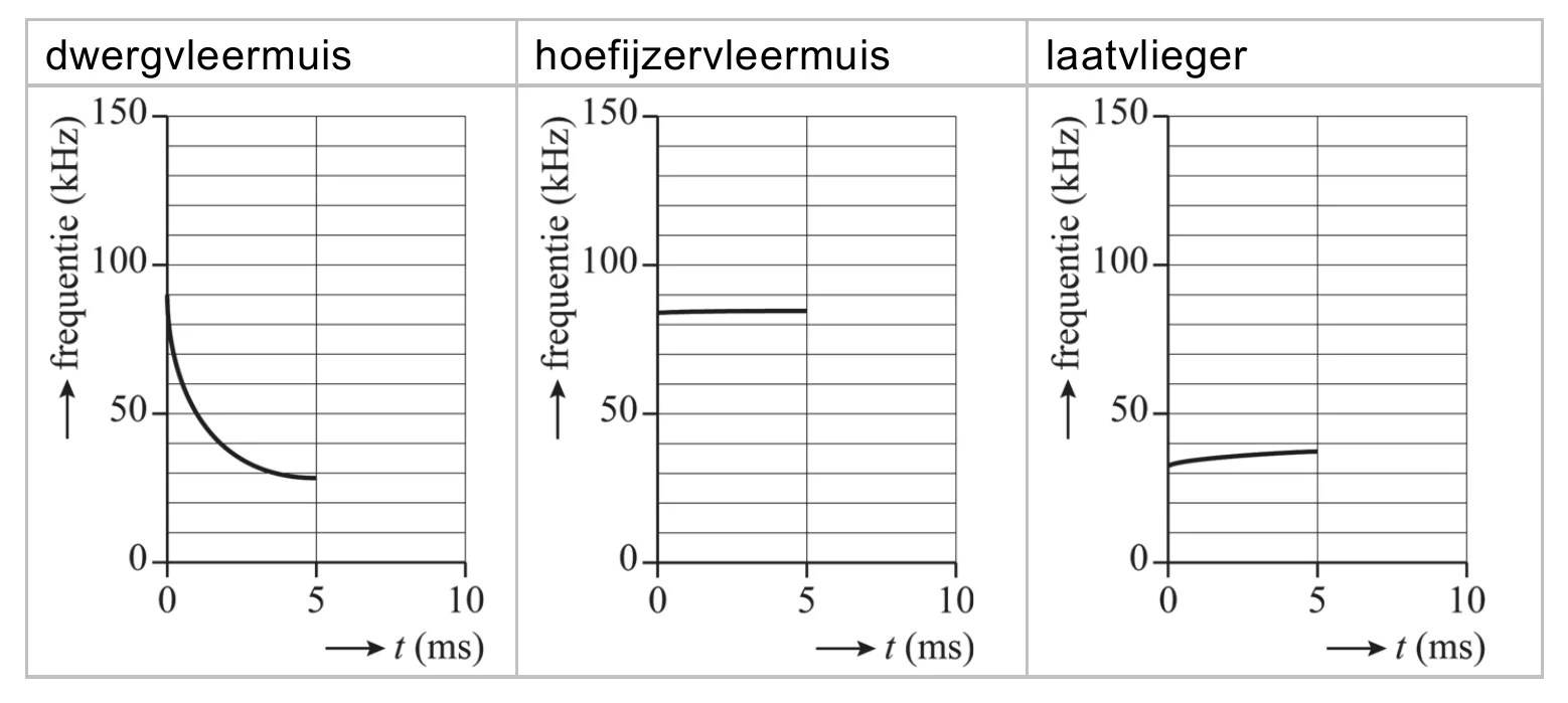 dwergvleermuis hoefijzervleermuis laatvlieger