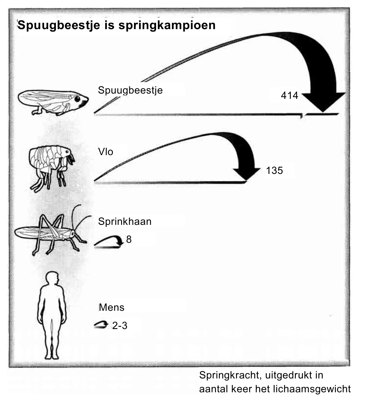 Spuugbeestje is springkampioen Spuugbeestje 414 Vlo 135 Sprinkhaan 8 Mens 2-3 Springkracht, uitgedrukt in aantal keer het lichaamsgewicht