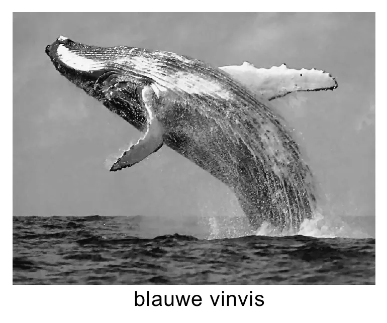 blauwe vinvis