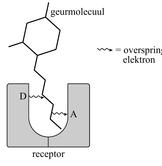 geurmolecuul = elektron D A receptor
