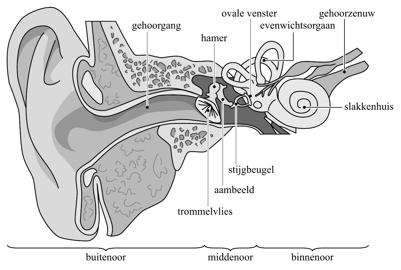 ovale venster gehoorzenuw gehoorgang evenwichtsorgaan hamer slakkenhuis stijgbeugel aambeeld trommelvlies buitenoor middenoor binnenoor